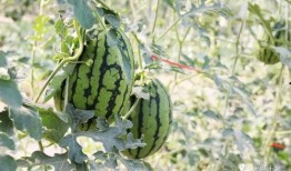 保定网红吃瓜,揭秘网络红人的幕后故事